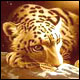 Аватар для Jaguar